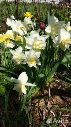 Нарциссы, тюльпаны на срез