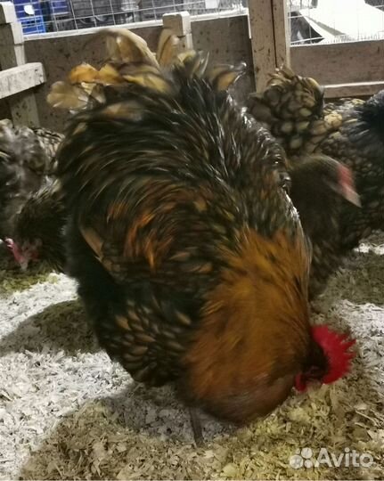 Цыплята орпингтона золотоокаймленного