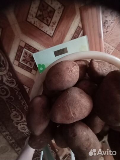 Картофель