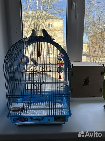 Пара волнистых попугаев