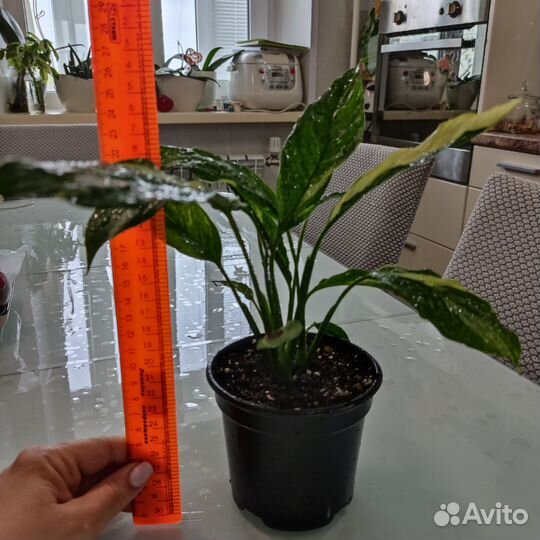 Комнатные растения