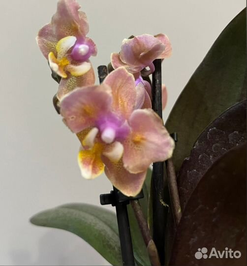Фаленопсисы Бабочки и Пелоры (разные)