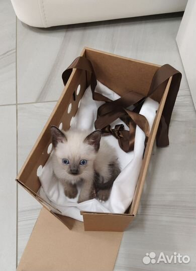 Отдам кота в добрые руки