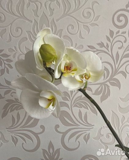 Орхидея white swan (белый лебедь/королевская)