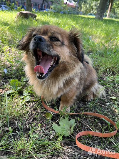 Маленькая собачка