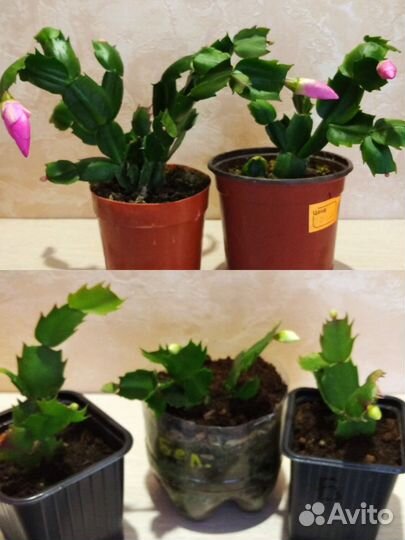 Комнатные растения