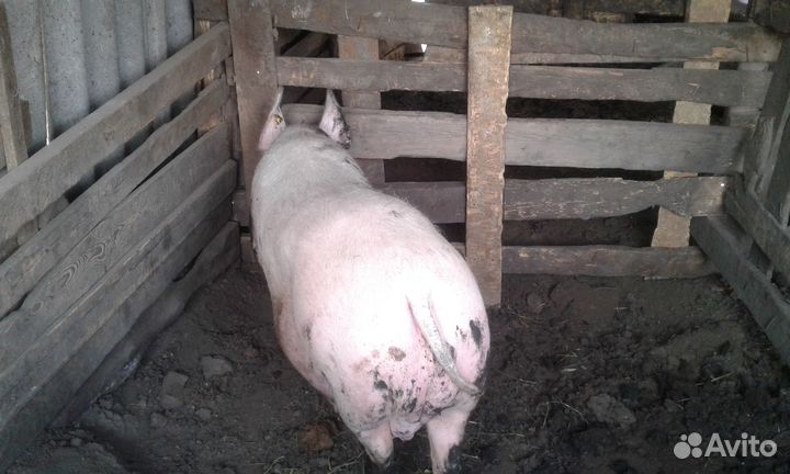 Свиноматки крупная белая,поросята,хряк