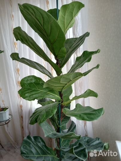 Фикус Лирато Колумнарис h-2 метра