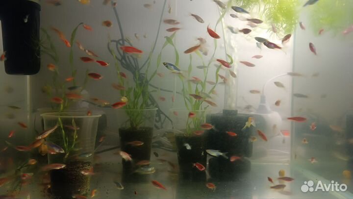 Данио-Рерио