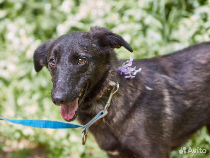 В добрые руки элегантная Золотко