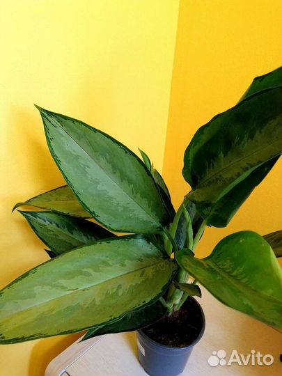 Аглаонема сильверадо