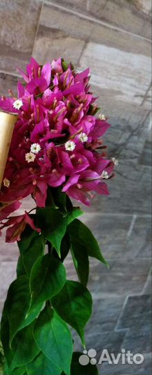 Карликовая бугенвиллия Mini Tai