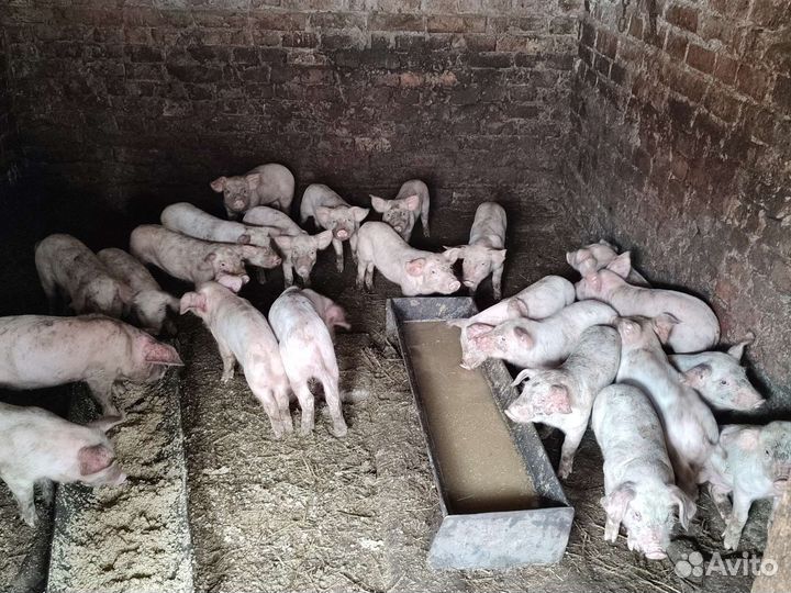 Поросята.Чистокровки ландрас с доставкой
