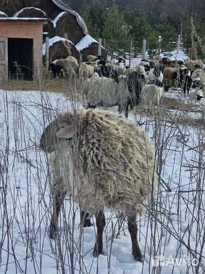 Бараны на племя