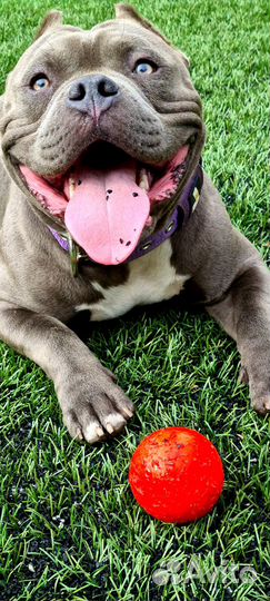 Аренда животных для фотосессии. Американский булли