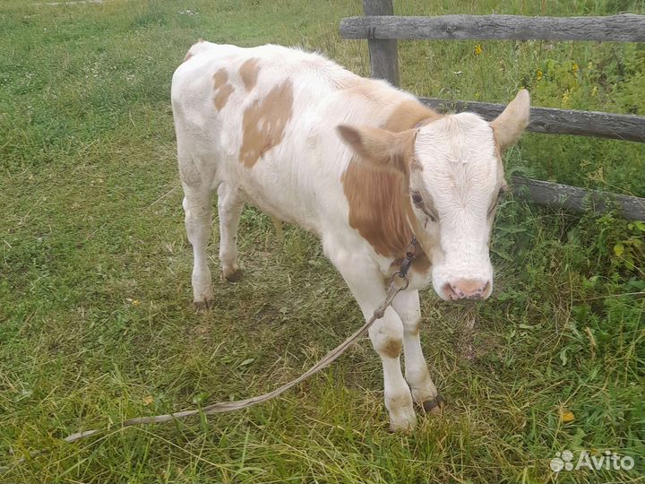 Продажа телят