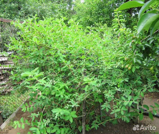 Жимолость съедобная крупноплодная (саженцы)