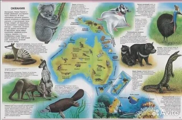 Атлас животных Камбурнак Лора