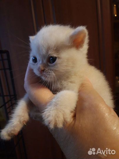 Шотландские котята