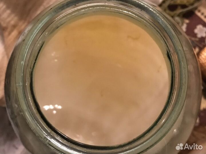 Чайный гриб бесплатно