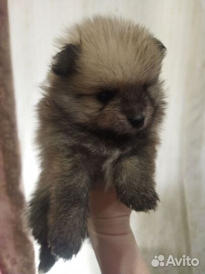 Щенки немецкого Шпица