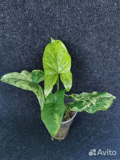 Сингониумы сортовые