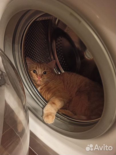 Рыжая кошка в добрые руки