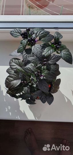 Семена перца 