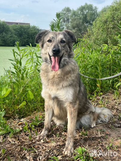 Собака девочка Айка 1,5 года