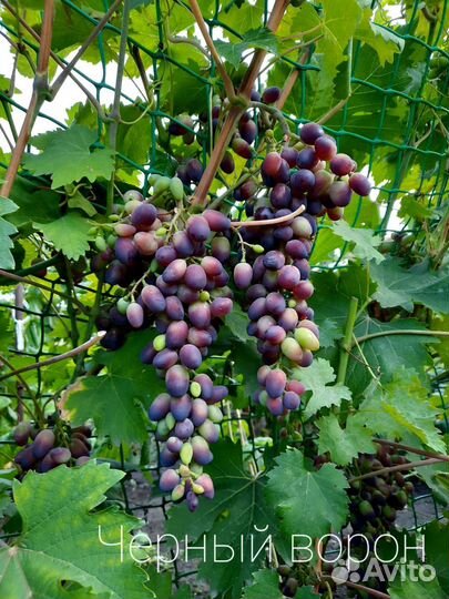 Саженцы сортового винограда