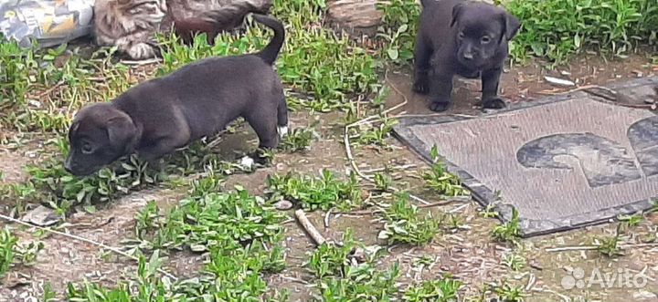 Собака маленькая порода