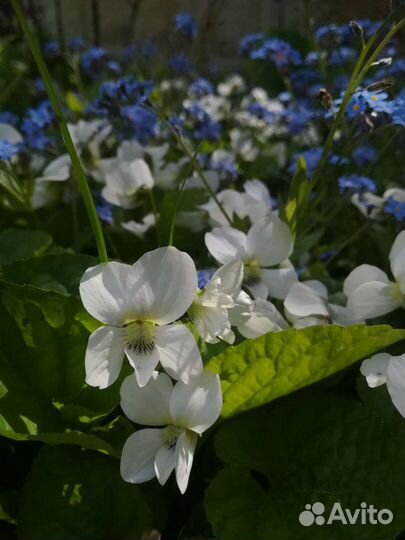 Обновлено печеночница мята садовые растения цветы