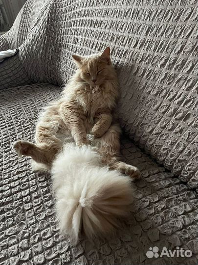 Кот Сибирский метис