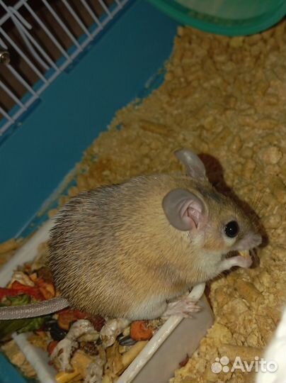 Акомис (египетская иглистая мышь). Молодь