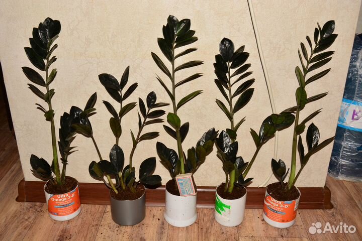 Замиокулькас черный сорт Равен