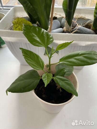 Гибискус китайская роза