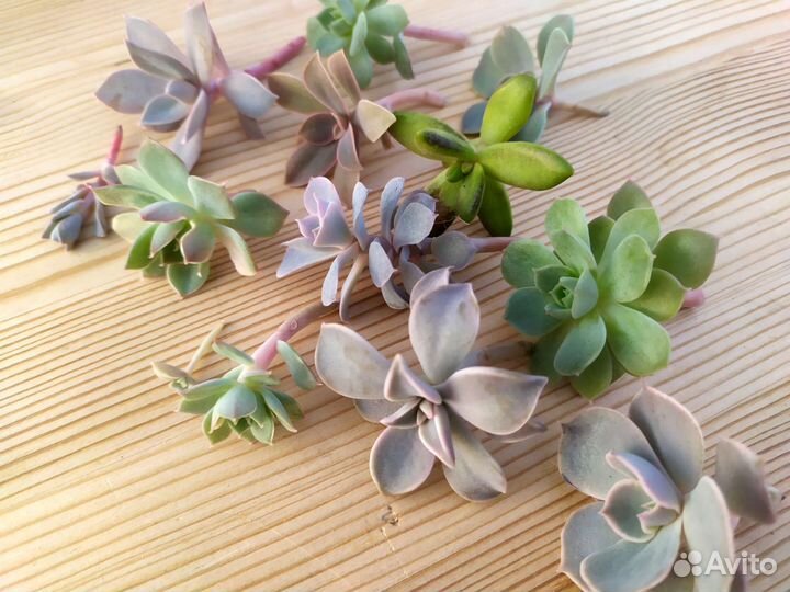 Суккуленты эхеверии листики детки розетки на выбор