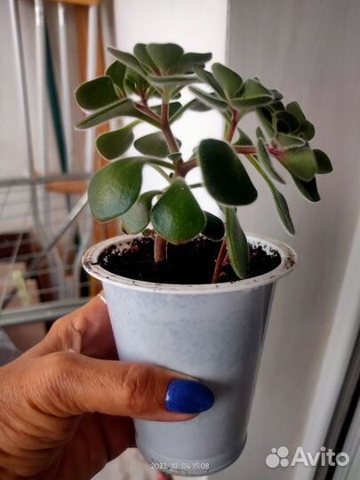 Аихризон (дерево любви)