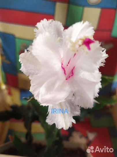 Декабрист шлюмбергера