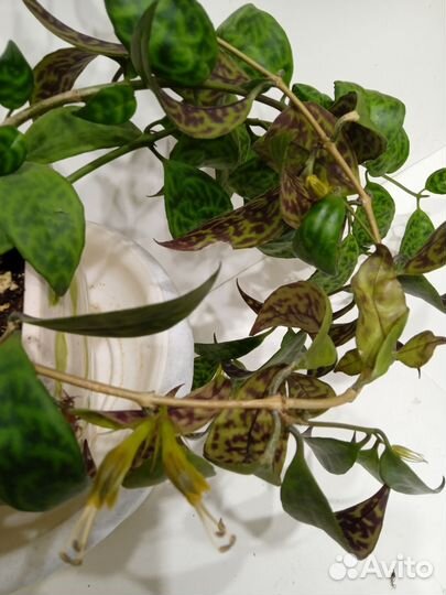 Эсхинантус Мраморный