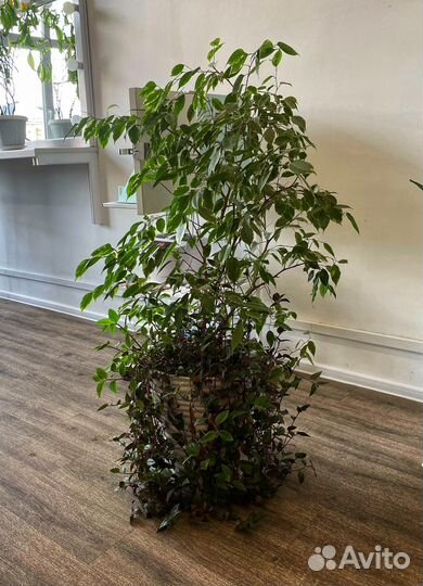 Фикус бенджамина