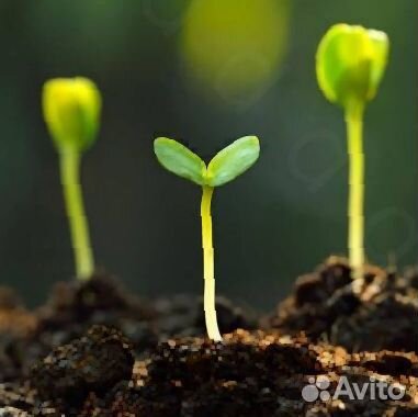 Грунт для теплиц