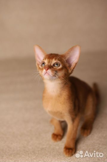Абиссинский котёнок — девочка соррель