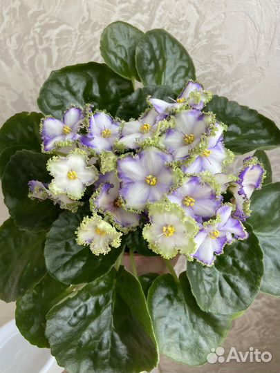 Сортовые фиалки