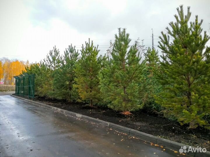 Продам Сосну обыкновенную