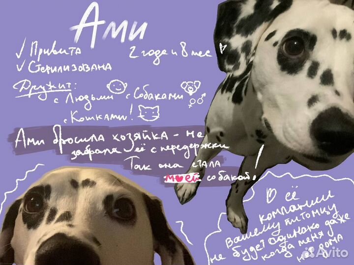 Передержка собак и кошек на дому и с выездом