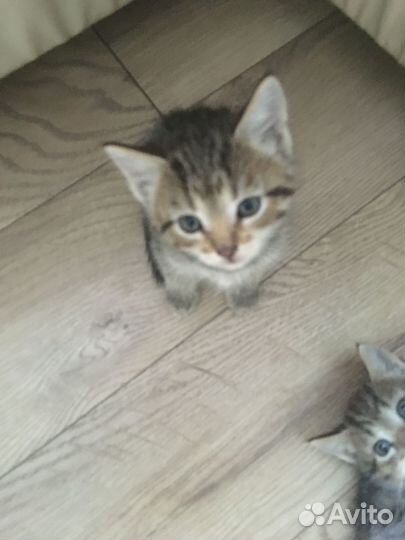 Котята отдам бесплатно