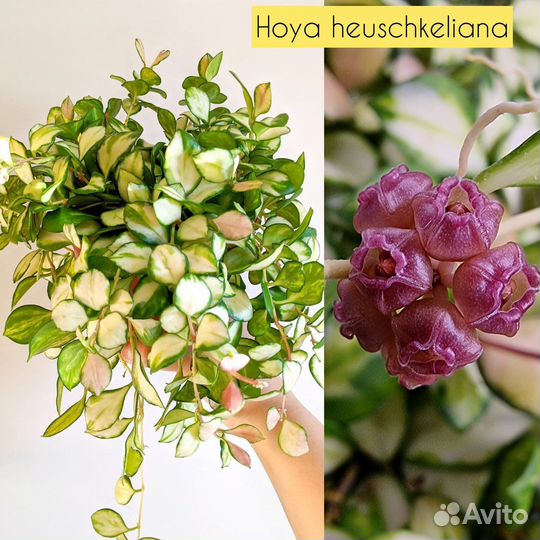 Хойя хешкелиана, дисхидия, сциндапсусы