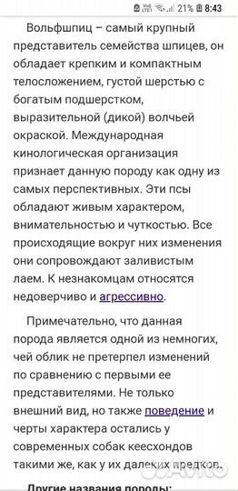 Щенки Кеесхонда (вольф шпиц)