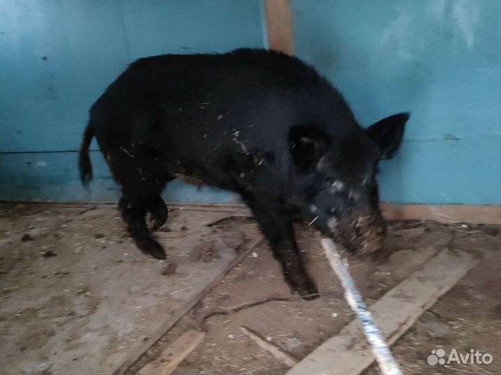 Дикий кабан